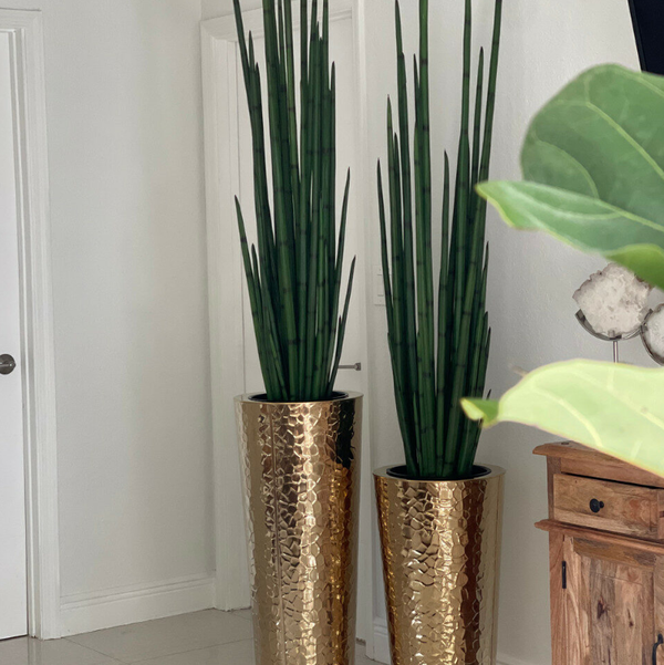 Vaso Cônico de Aço Inoxidável Dourado com Grande Planta de Capim-Cobra.