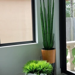 Capim-Cobra com Vaso Lux em Preto