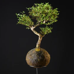 Kokedama Bonsai Serissa