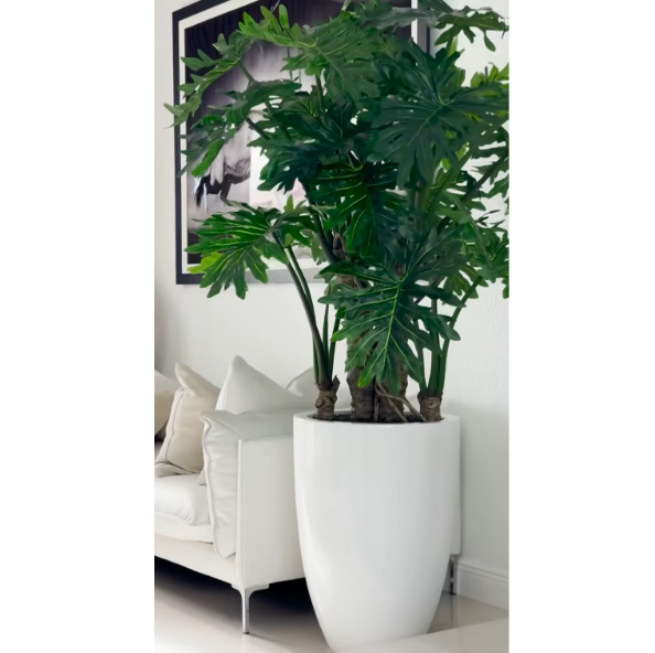 Planta Filodendro Selloum em vaso branco brilhante.