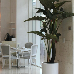 Alocasia Red Prince com Vaso Dice XL