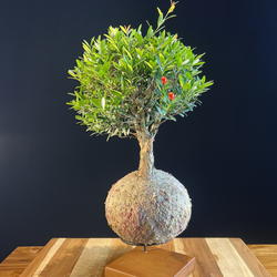 Kokedama Bonsai Cerejeira (G)
