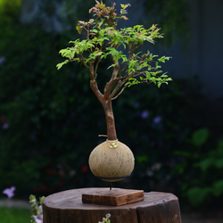 Kokedama Bonsai Jabuticaba