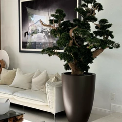 Bonsai de Grandes Dimensões em Vaso Brannan Marrom Fosco