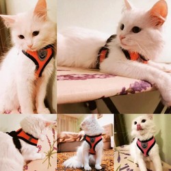 Coleira Peitoral Para Gatos Coleira Com Guia 
