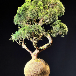 Kokedama Bonsai Coniferas