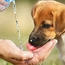 Desidratação e a importância da alimentação natural na hidratação em Cães