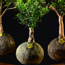 Kokedama Bonsai Cerejeira (M)