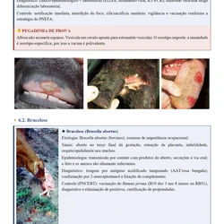  Médico Veterinário - Concurso Unificado Piauí