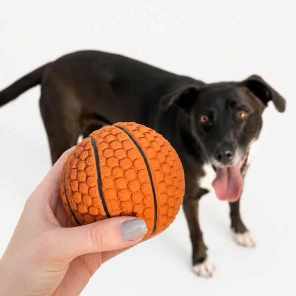 Sport Basketball 