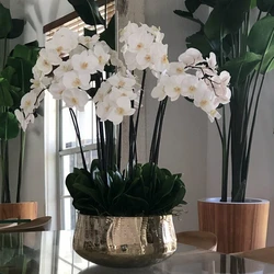 Arranjo Floral de Orquídeas Phalaenopsis em Grande Vaso Dourado