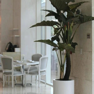 Alocasia Red Prince com Vaso Dice XL