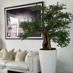 Bonsai Artificial de Oliveira Preta em Vaso Belle Branco Brilhante