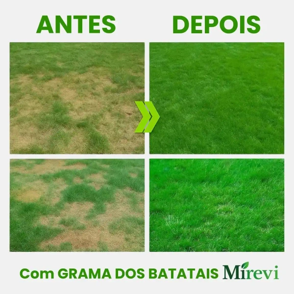Sementes de Grama dos Batatais Selecionadas - TerraVerde™