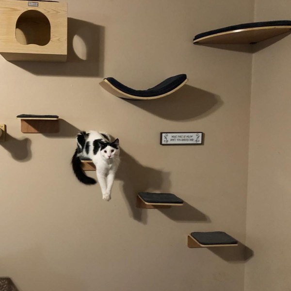 KIT Ponte de Escalada Para Gatos