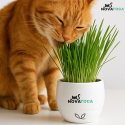  KIT PLANTIO + Vaso Auto irrigável de grama para Gatos
