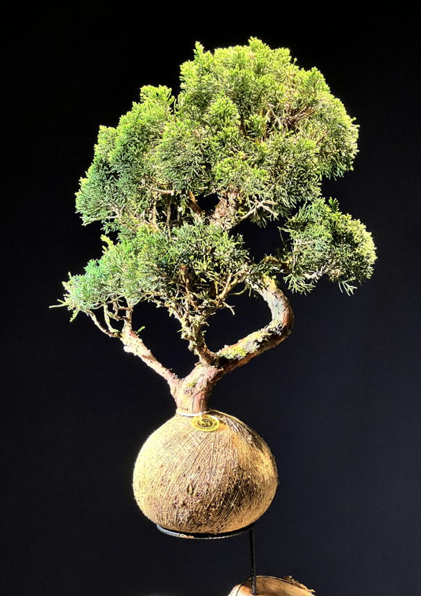 Kokedama Bonsai Coniferas