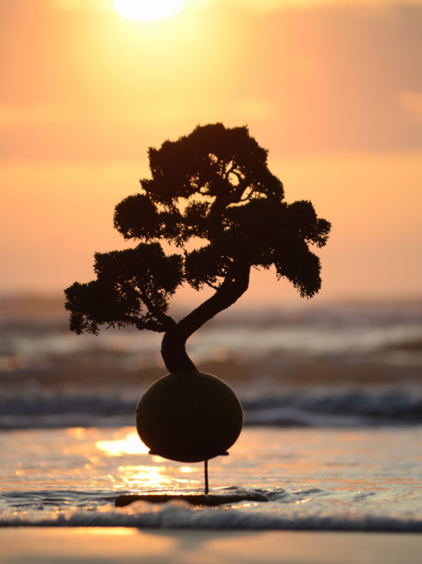Kokedama Bonsai Coniferas