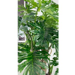 Planta Filodendro Selloum em vaso branco brilhante.
