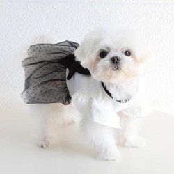Vestido Princesa para Cães e Gato