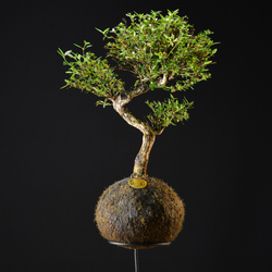 Kokedama Bonsai Serissa