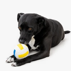 Sport Volleyball 