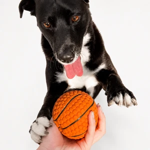 Sport Basketball 