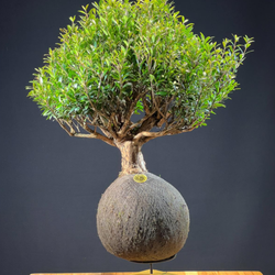 Kokedama Bonsai Cerejeira (G)