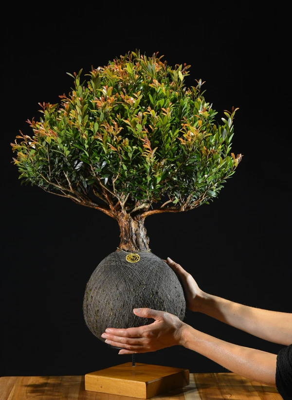 Kokedama Bonsai Cerejeira (G)