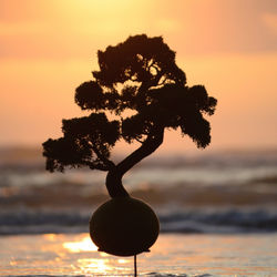 Kokedama Bonsai Coniferas