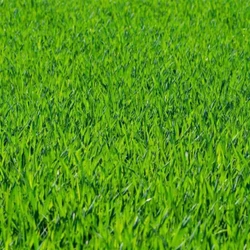 Sementes de Grama dos Batatais Selecionadas - TerraVerde™