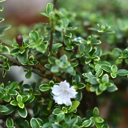 Kokedama Bonsai Serissa
