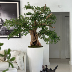 Bonsai Artificial de Oliveira Preta em Vaso Belle Branco Brilhante