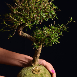 Kokedama Bonsai Serissa
