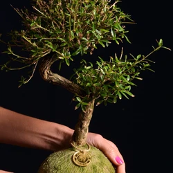 Kokedama Bonsai Serissa
