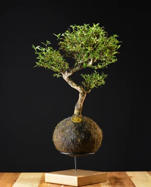 Kokedama Bonsai Serissa