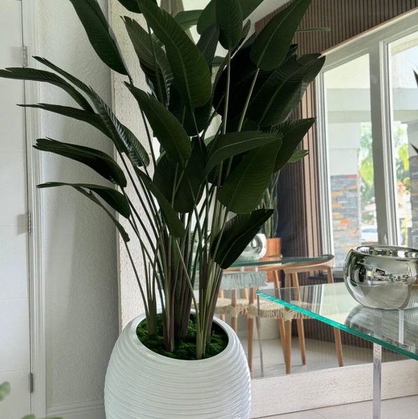 Estrelícia em Vaso Espiral Branco