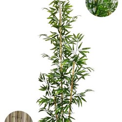 Bambu Artificial Grande Mosso