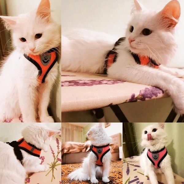 Coleira Peitoral Para Gatos Coleira Com Guia 