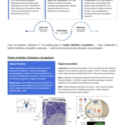 Biomedicina ENARE 2026/2027