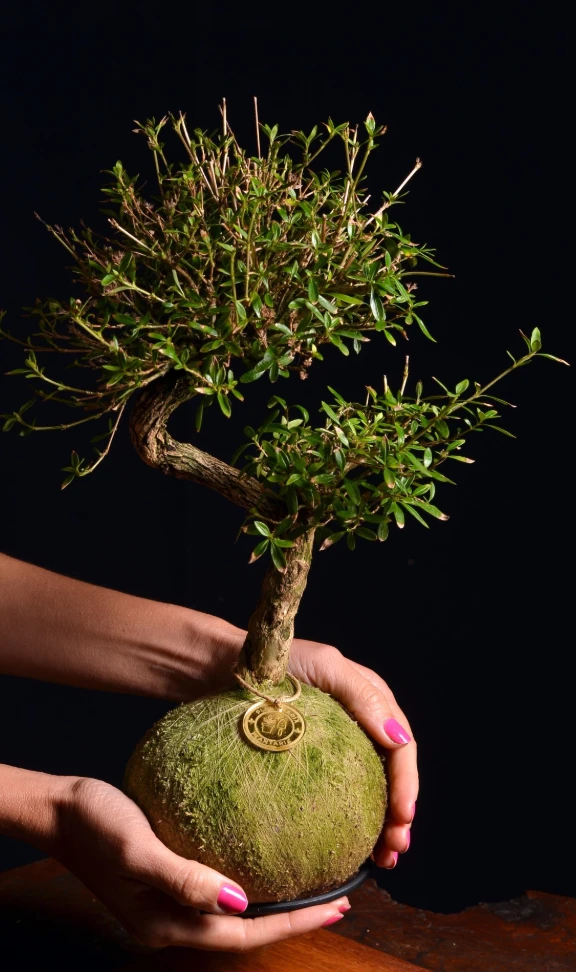 Kokedama Bonsai Serissa