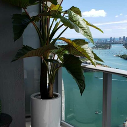 Alocasia Red Prince com Vaso Dice XL
