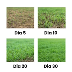 Sementes de Grama dos Batatais Selecionadas - TerraVerde™