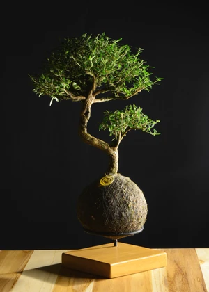Kokedama Bonsai Serissa