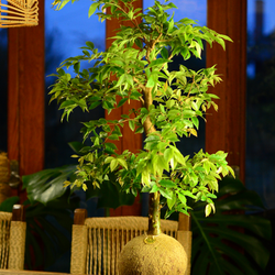 Kokedama Bonsai Jabuticaba