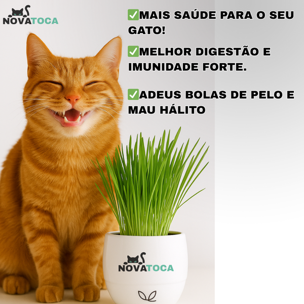  KIT PLANTIO + Vaso Auto irrigável de grama para Gatos