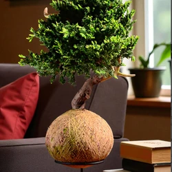 Kokedama Bonsai Coniferas